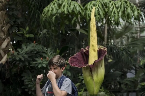 英國邱園“尸香魔芋”開花：幾百米外尸臭味 游客捏著鼻子賞花