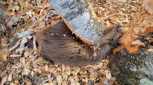 大自然強(qiáng)伐木工：一不小心就被樹壓死 且死狀凄慘