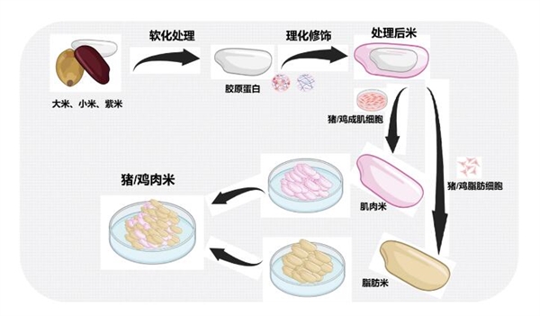 米里含肉！我國雞肉米、豬肉米研發(fā)成功