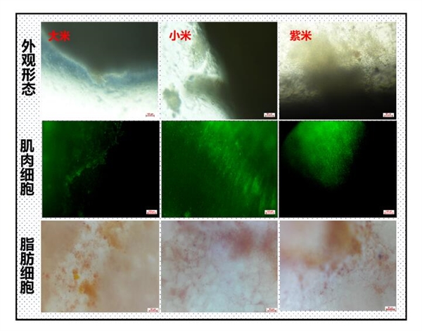 米里含肉！我國雞肉米、豬肉米研發(fā)成功