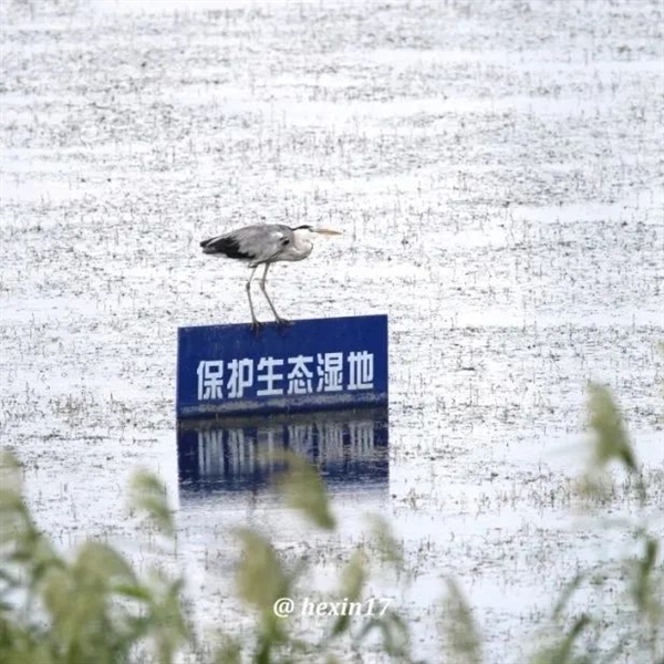 神秘大鳥(niǎo)現(xiàn)身北京昌平！看起來(lái)呆傻、其實(shí)精明的很