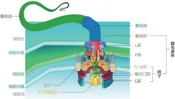 細菌鞭毛馬達：不尋常的生物結構 質子動力每分鐘10萬轉