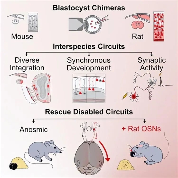 大腦也能雙拼？不同老鼠大腦被融在一起 創(chuàng)造出了“科學(xué)怪鼠”