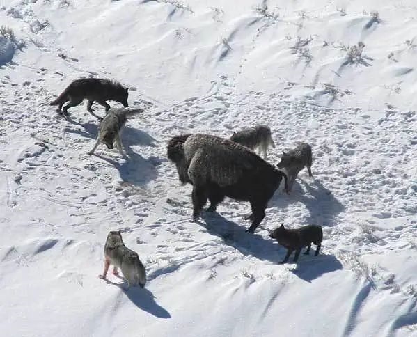 為什么狼群不敢攻擊有牧羊犬的羊群？難道打不過(guò)一條狗？