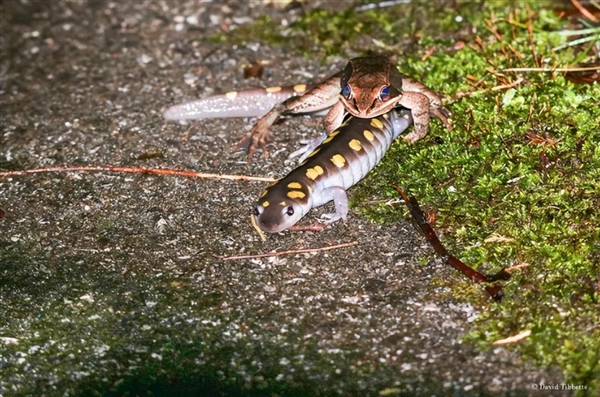 死蛙、死魚(yú)、鞋子、石頭、牛糞：青蛙為啥抱著它們“談戀愛(ài)”？