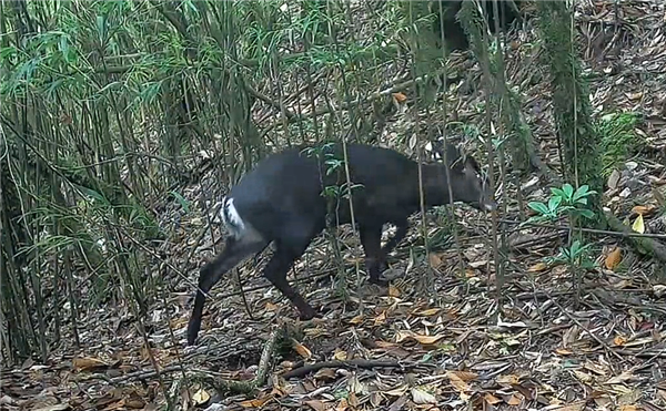 四川木里驚現(xiàn)罕見白色瑞獸：系毛冠鹿、國二保護動物