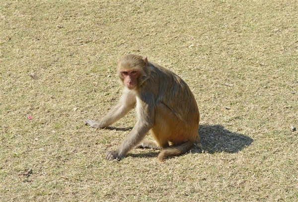 上海出現(xiàn)一只在逃嗎嘍：國家二級保護(hù)動物