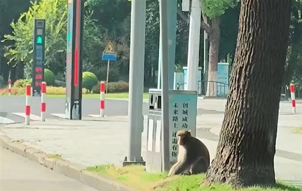 上海出現(xiàn)一只在逃嗎嘍：國家二級保護(hù)動物