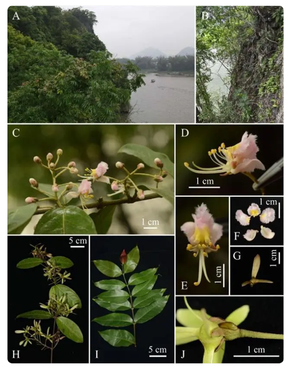 廣西發(fā)現(xiàn)新物種陽朔風箏果：長在喀斯特石山上 數(shù)量極為稀少