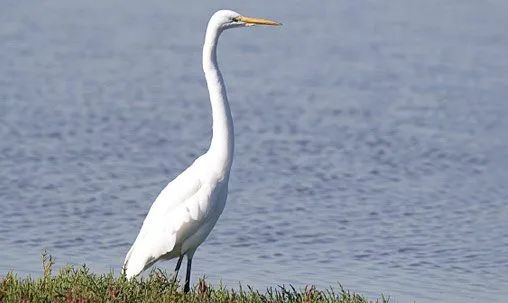 偷感很重！這鳥怎么打著一把“傘”捕魚