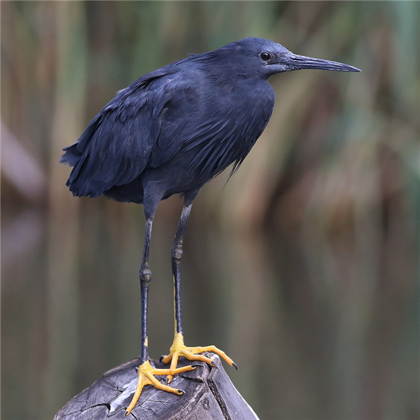 偷感很重！這鳥怎么打著一把“傘”捕魚