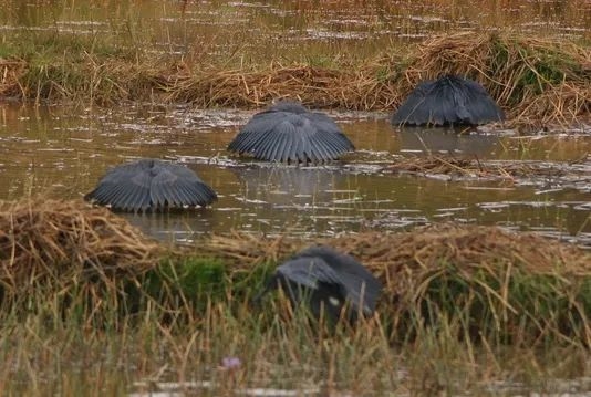 偷感很重！這鳥怎么打著一把“傘”捕魚