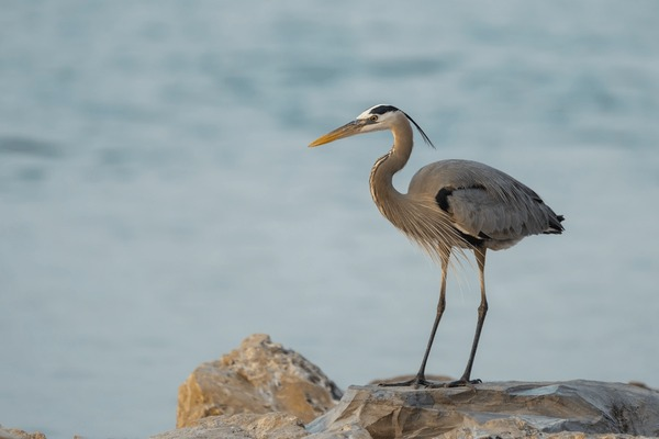 偷感很重！這鳥怎么打著一把“傘”捕魚