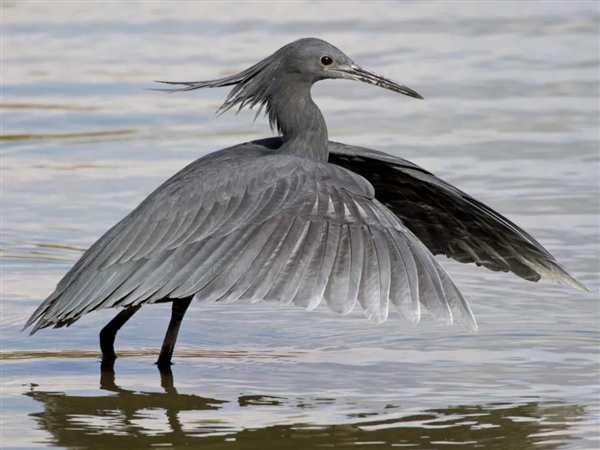 偷感很重！這鳥怎么打著一把“傘”捕魚