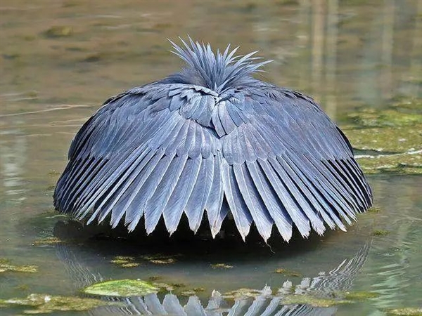 偷感很重！這鳥怎么打著一把“傘”捕魚